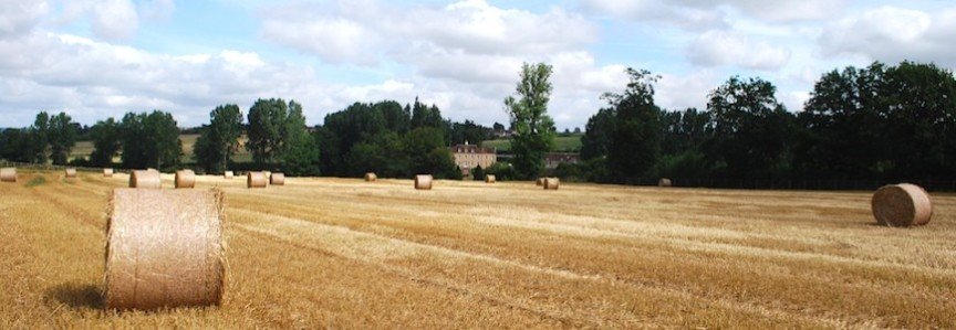 Haras view across corn field