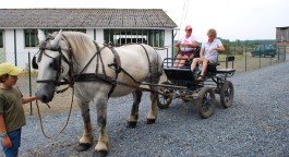 Carriage driving excursion