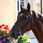 Belle du Gazon – SOLD