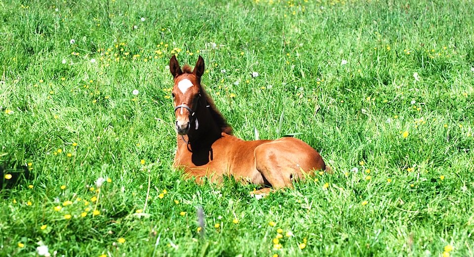 Foal
