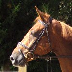 Donna W – SOLD