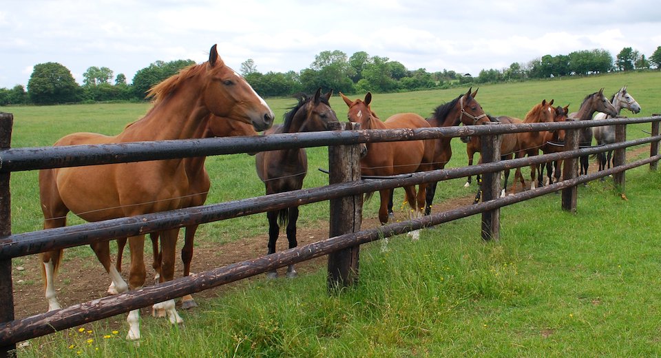 Horses for sale