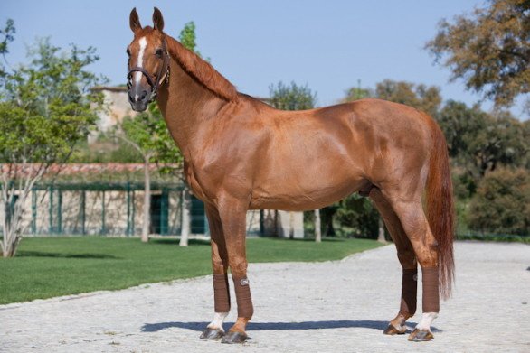 baloubet de Rouet