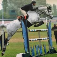 Continuum – Holsteiner Magic!