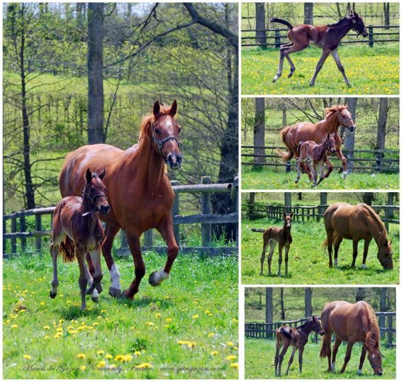 Get Lucky - foal by Continuum