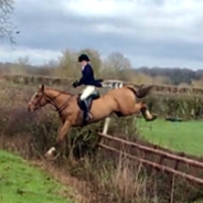 The Irish Sport Horse: The ‘Go Anywhere-Do Anything’ horse