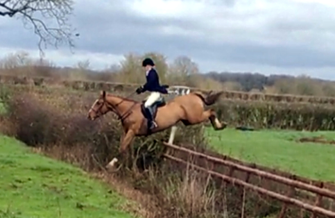 The Irish Sport Horse: The ‘Go Anywhere-Do Anything’ horse
